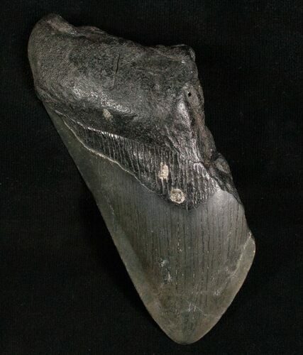 Bargain Megalodon Tooth #7460